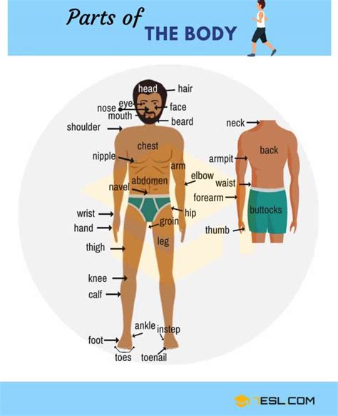 human body parts names in english with pictures 7esl