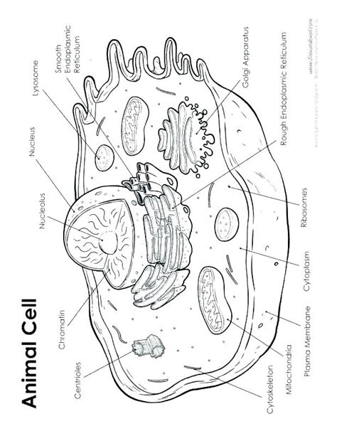Plant Cell Coloring Page The Best Porn Website