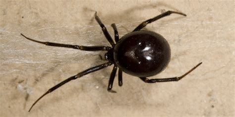 Black Widow Spider Live In Australia Barn Conversion Flies