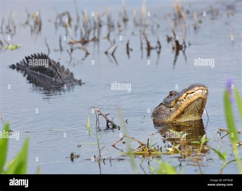 Bull Alligator Hi Res Stock Photography And Images Alamy