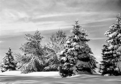 Winter Serenity Shutterbug
