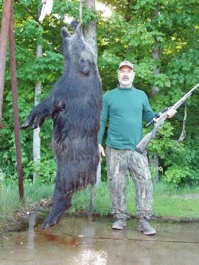 Russian Boar Hunts With Twin Monsters In The Black Forest