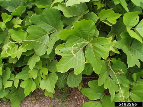 Kudzu Pueraria Montana Var Lobata