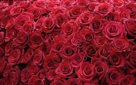 Use them in commercial designs under lifetime, perpetual & worldwide rights. HD Red Rose Wallpaper - WallpaperSafari