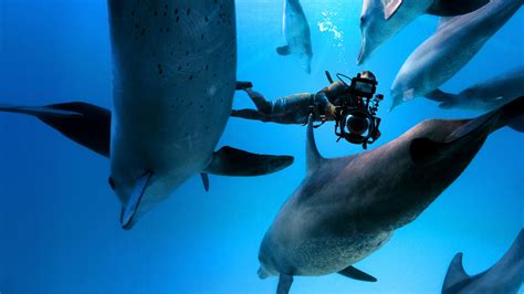 Diving With Dolphins 2020 Backdrops — The Movie Database Tmdb