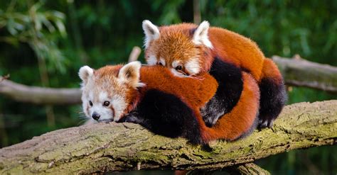 Red Pandas · Free Stock Photo
