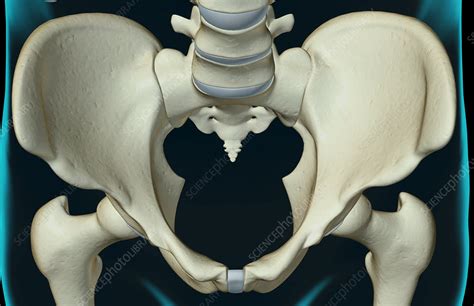 The Bones Of The Pelvis Stock Image F0015976 Science Photo Library