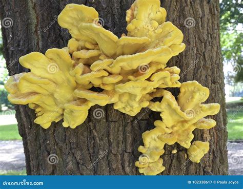 Yellow Fungus Sulfur Fungus Laetiporus Sulphureus Covers An Old Oak