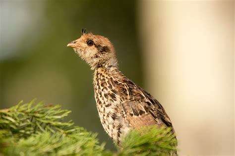 Cute Baby Of Ruffed Grouse Is Sitting On The Spruce Branch Stock Photo