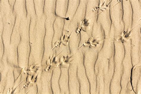 鸟脚印的关闭在沙子 库存照片 图片 包括有 版本记录 打印 海洋 双翼飞机 跟踪 鸭子 标记