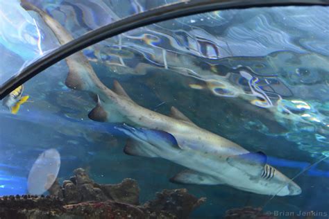 Shark Above Blue Planet Aquarium Ellesmere Port Cheshi Flickr
