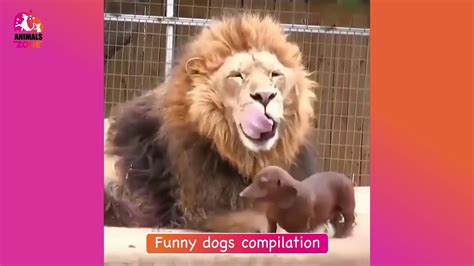 Dog Fails Funny Dogs Compilation Youtube