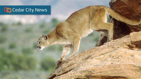 Cougar Found Dead In I 15 Median Likely Same Animal Seen In Cedar City