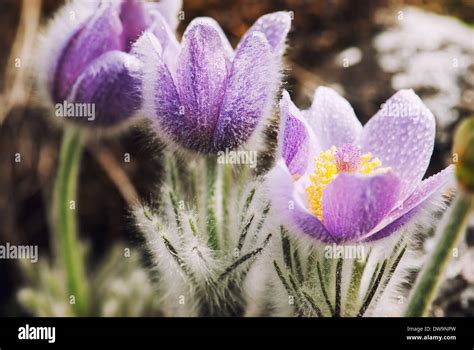 Pulsatilla Flowers Dewy Lila Hi Res Stock Photography And Images Alamy