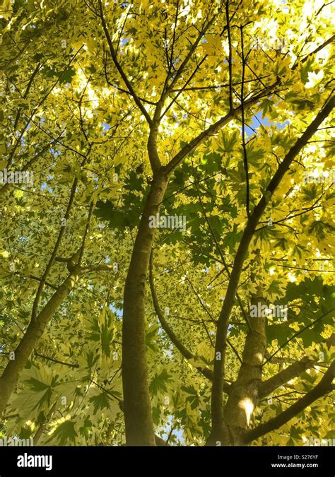 Silver Variegated Norway Maple Tree Acer Platanoides ‘drummondii Low