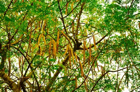 Filethe Tree And Seedpods Of Moringa Oleifera Wikimedia Commons
