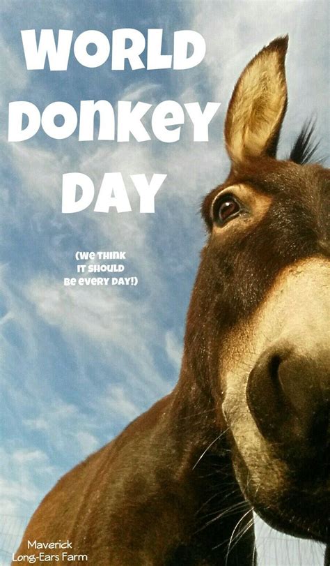 Donkey Of The Day Otaewns