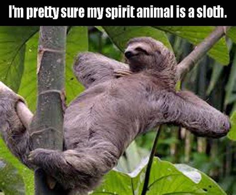 Funny Pictures Of The Day 37 Pics Sloths Funny Sloth Sloth Photos