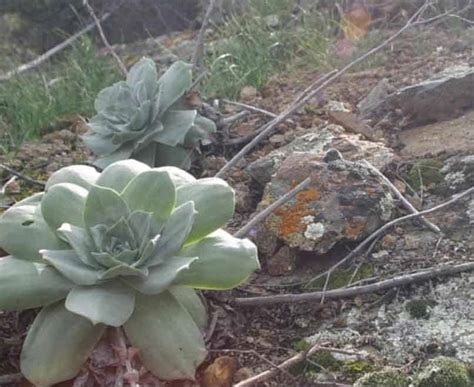 What Are Succulent Plants And Where Are They From Succulent Plant Care