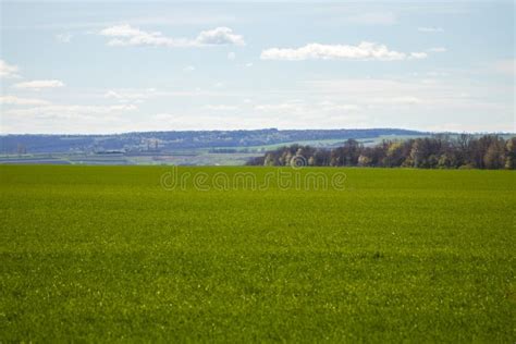 Spring Green Field Landscape Fresh Grass In Agricultural Count Stock