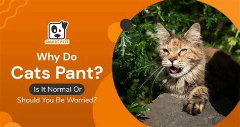 Why Do Cats Pant Is It Normal Or Should You Be Worried