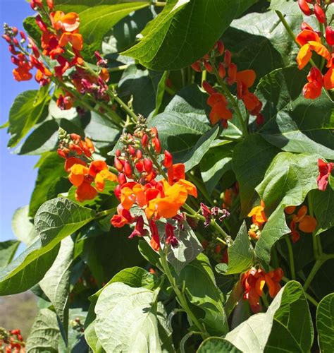 Scarlet Emperor Runner Bean Seeds Runner Beans Organic Vegetable