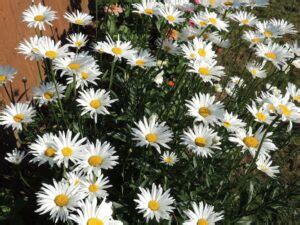 How To Grow Shasta Daisy Flowers Growing Shasta Daisy Plants