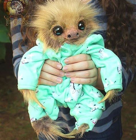 In Case Of Bad Day Hehes A Picture Of A Baby Sloth In A Pyjama 😊 📷