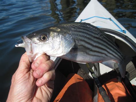 Rhode Island Striped Bass April 2010