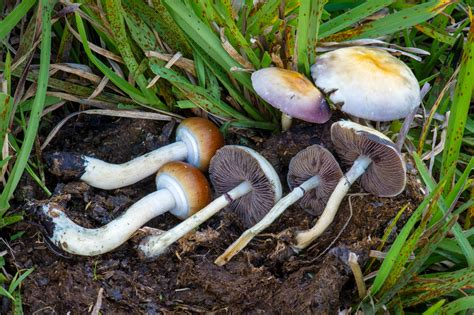 Psilocybe Cubensis The Ultimate Mushroom Guide