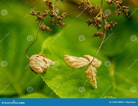 Image Of Wilted Leaves And Flowers Stock Photo Image Of Close Fresh