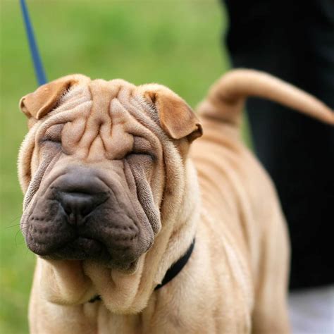 What Is The Best Brush For Shar Pei Puppies