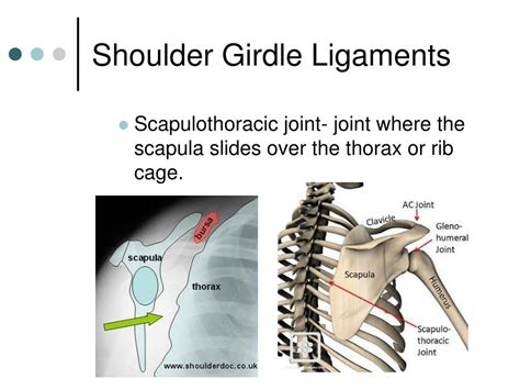 Shoulder Girdle Joints