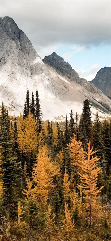 Autumn In The Rockies Iphone 11 Wallpapers Free Download