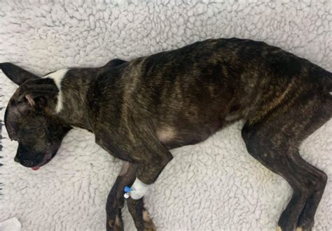 Emaciated Puppy Found Covered In Feces And Urine Put Down As