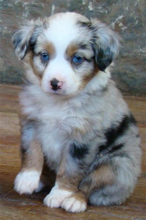 Bred for quality not quantity. Pin on Love Wiggle Butts