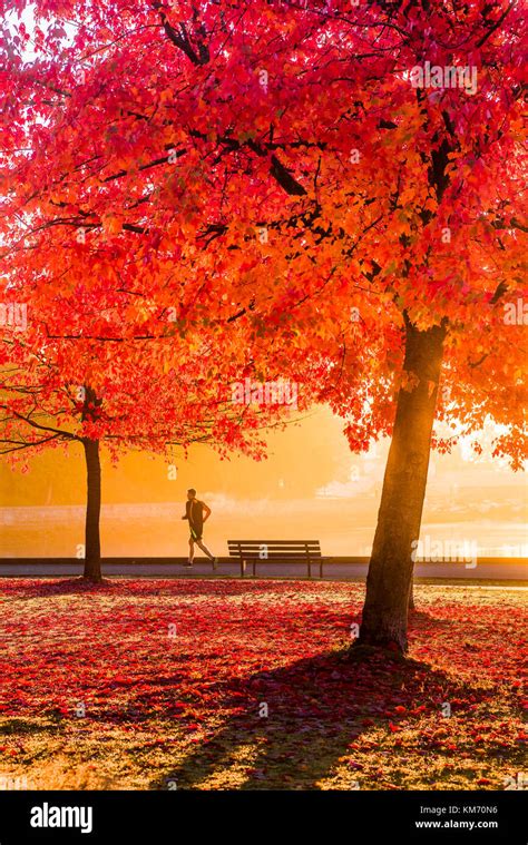 Jogger At Sunrise With Fall Colour Stanley Park Seawall Vancouver