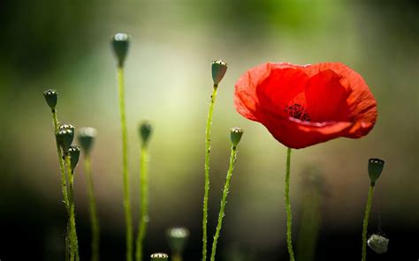 Poppy Wallpapers Wallpaper Cave