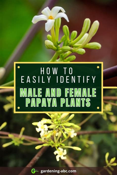 Identifying Male And Female Papaya Trees The Key To Papaya Fruiting