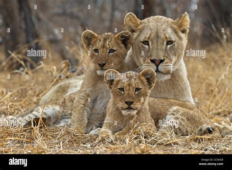 Lioness With Cubs Stock Photo Alamy