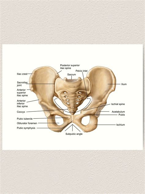 The pelvis (plural pelves or pelvises) is either the lower part of the trunk of the human body between the abdomen and the thighs (sometimes also called pelvic region of the trunk) or the skeleton embedded in it (sometimes also called bony pelvis, or pelvic skeleton). "Anatomy of human pelvic bone." Art Print by ...