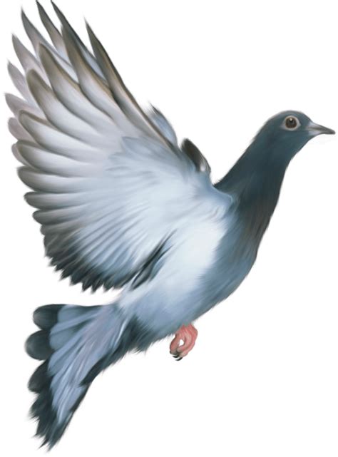 67 Pigeon Png Is A Free Download