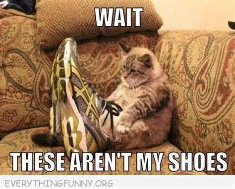 Funny Cat Pictures Cat Wearing Sneakers Wait These Arent