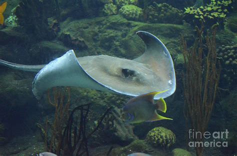Large Stingray Underwater In The Ocean Along A Reef Photograph By
