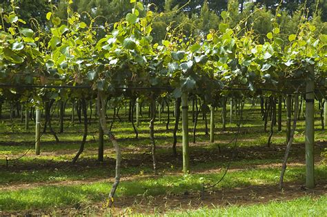 * the seedling tree height is standard. Kiwifruit industry in New Zealand - Wikipedia