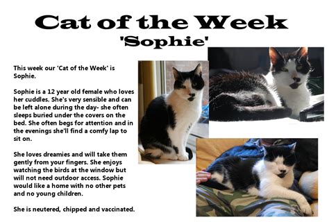 Linas Cat Rescue On Twitter Sophie Is Our Cat Of The Week This