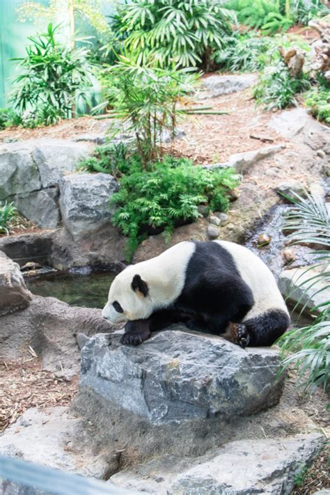 Panda Monium At The Calgary Zoo Chandeliers And Champagne