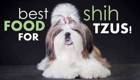 Best food for shih tzu puppy. Best Dog Food for Shih Tzus: How to Pick the Good Shih ...