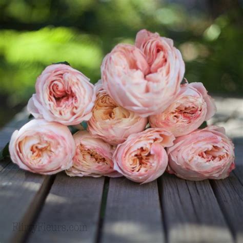 Princess Sakura Alexandra Roses Via Garden Roses Direct Wholesale