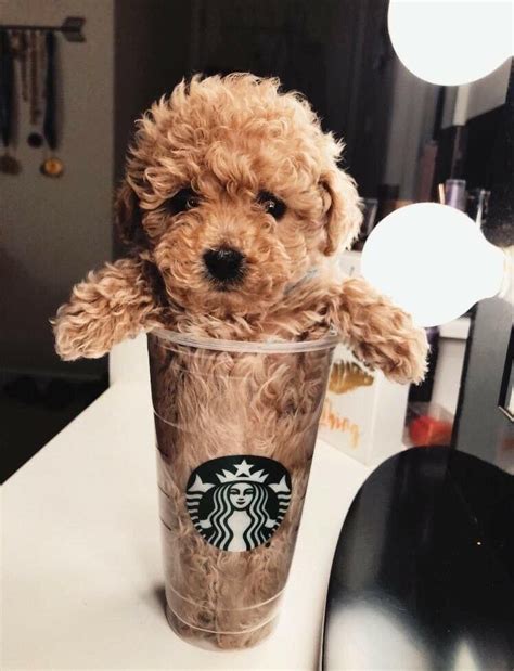 Starbucks Baby Animals Pictures Tiny Puppies Cute Little Puppies